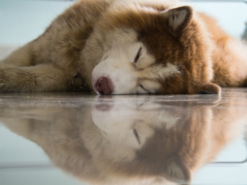 dog lying on hard shiny floor