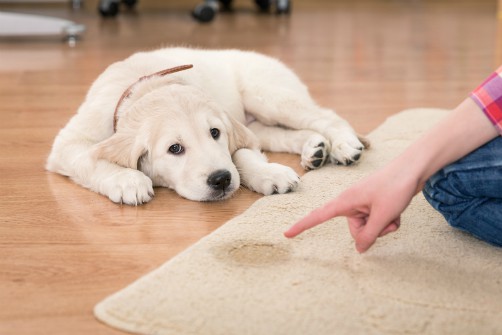 Best Flooring For Pets Ambient Bamboo Floors