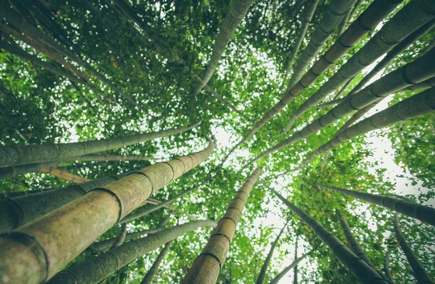 Bamboo Forest