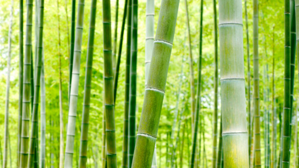 bamboo-natural-products