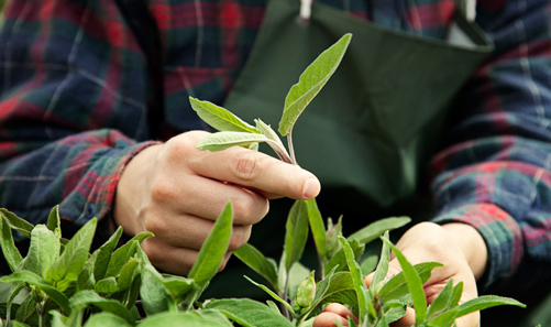 sustainable-gardening-header