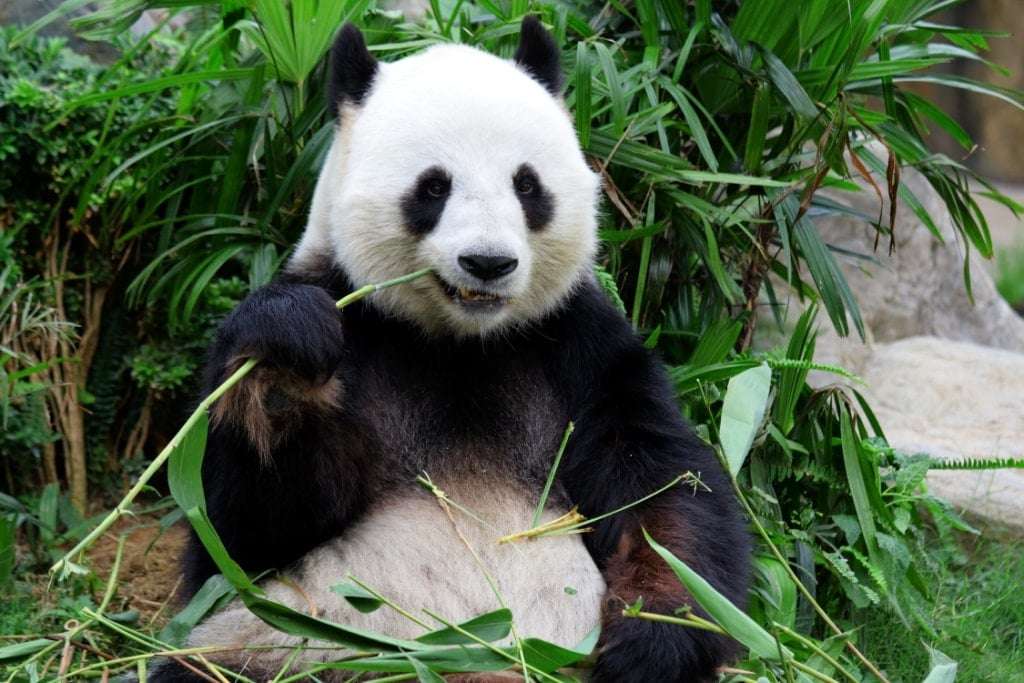 are pandas in danger