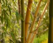 Home-grown bamboo in gardens