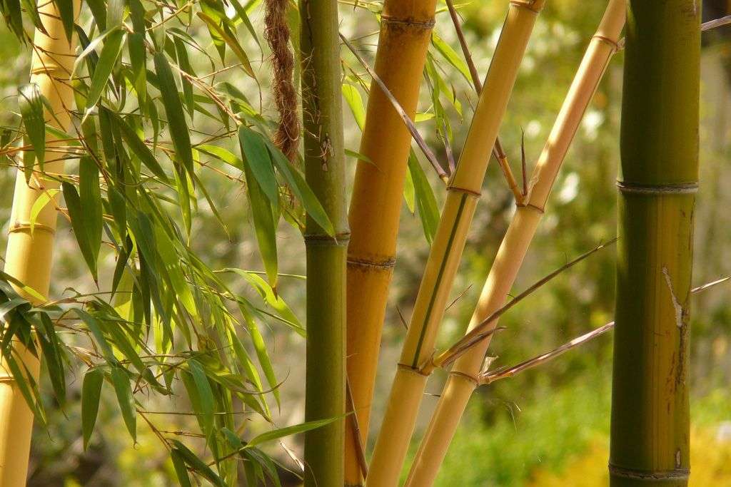 Home-grown bamboo in gardens