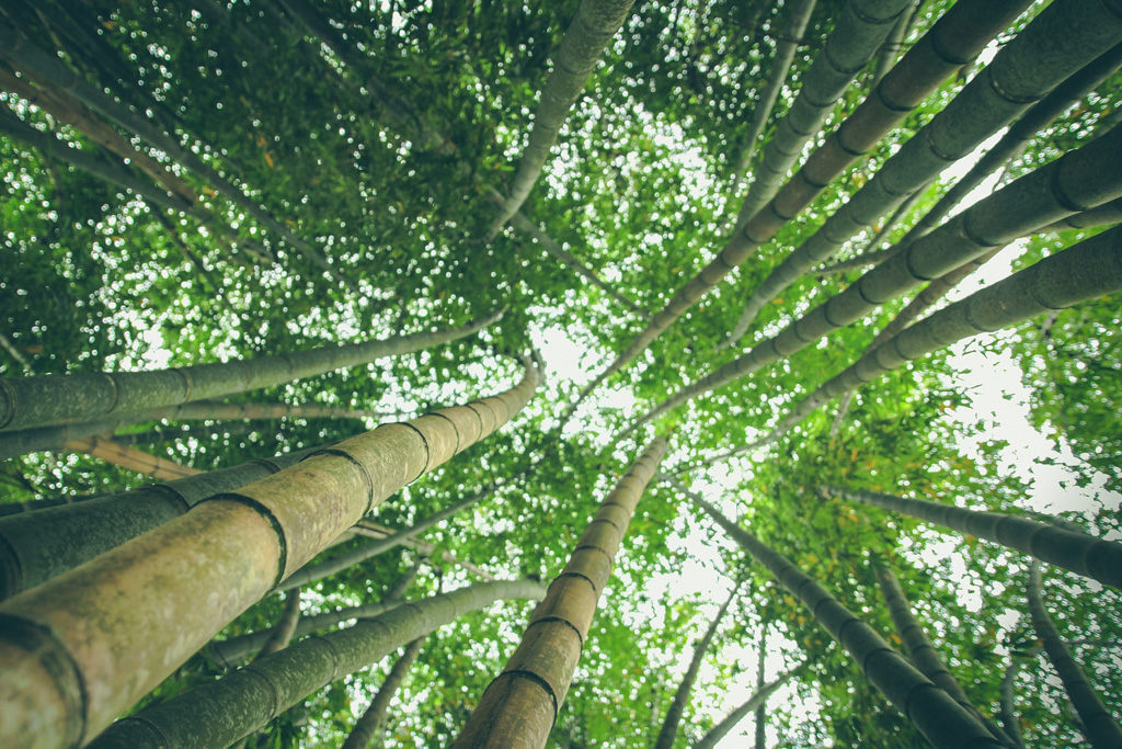 Eco-friendly bamboo forest