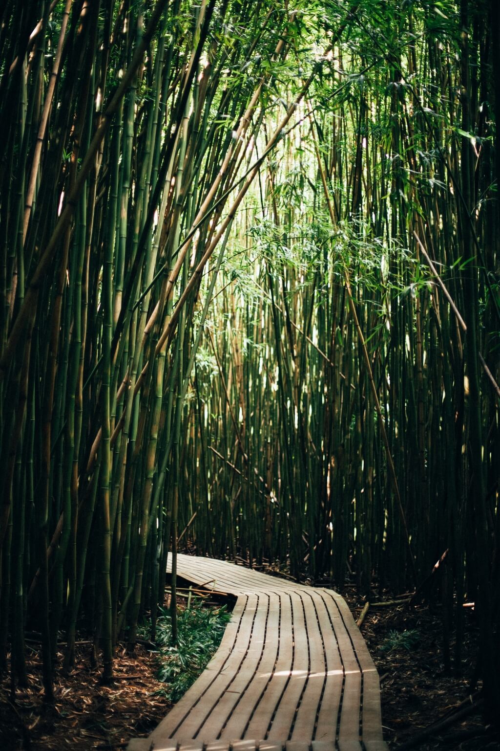 path through bamboo