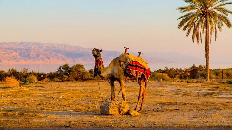 Camel with a saddle in the desert