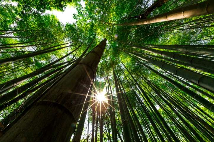 Arashiyama (嵐山 Storm Mountain) is a famous district outskirts of Kyoto, Japan. Very famous among the locals and tourists for its Path to Bamboo Forest with Moso bamboo.