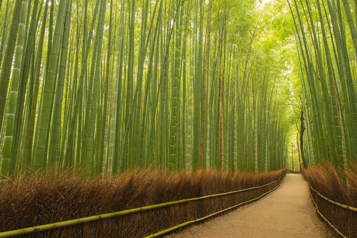 Path in an eco-friendly dense bamboo forest