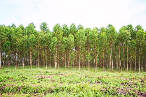 Eucalyptus fields, eucalyptus, eucalypti, eucalyptuses