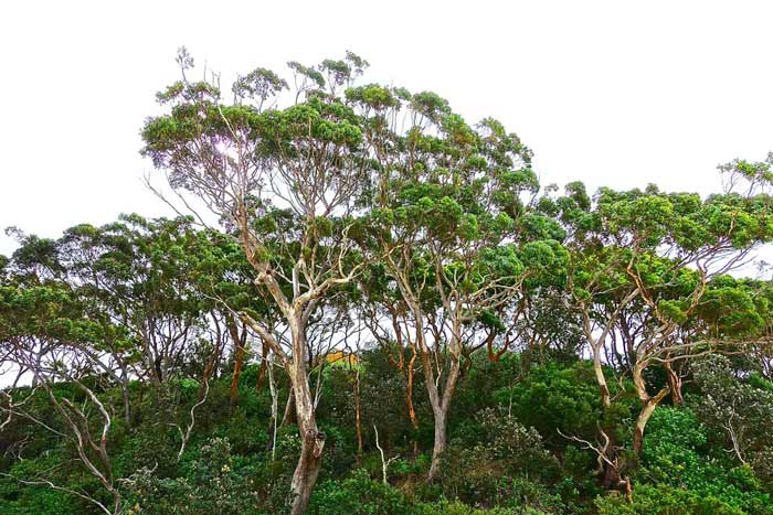 Eucalyptus Trees