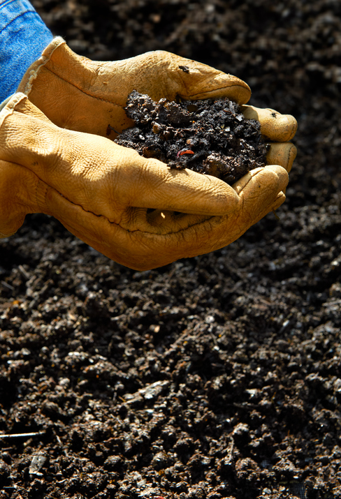 Hand holing Soil created from Home Composting kitchen scraps or vegetables and fruit along with fall leaves and grass clippings. Final product dark brown earth rich with nutrients and worms to spread around the garden.