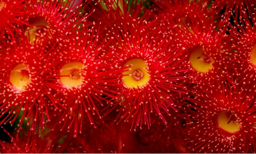 ecualyptus trees have flowers with stamens only