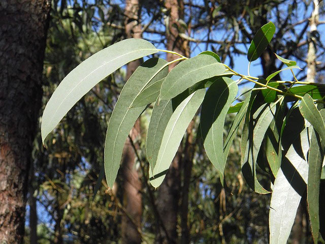 Eucalyptus Tree