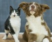dog and cat interested in pet-friendly-home-renovation-ideas
