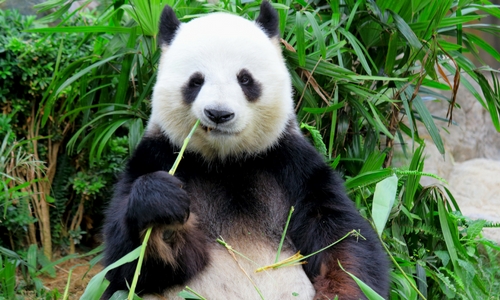 panda-eating-bamboo-not-used-for-floor