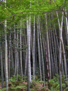 incredible Bamboo plant