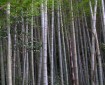 incredible Bamboo plant