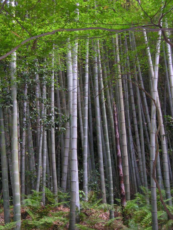 incredible Bamboo plant