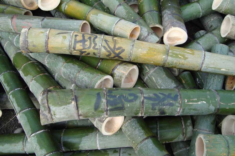 incredible bamboo plant