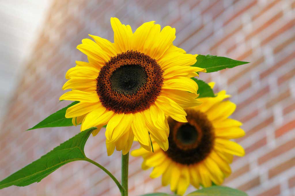 10 Easy Flowers to Grow - Bob Vila
