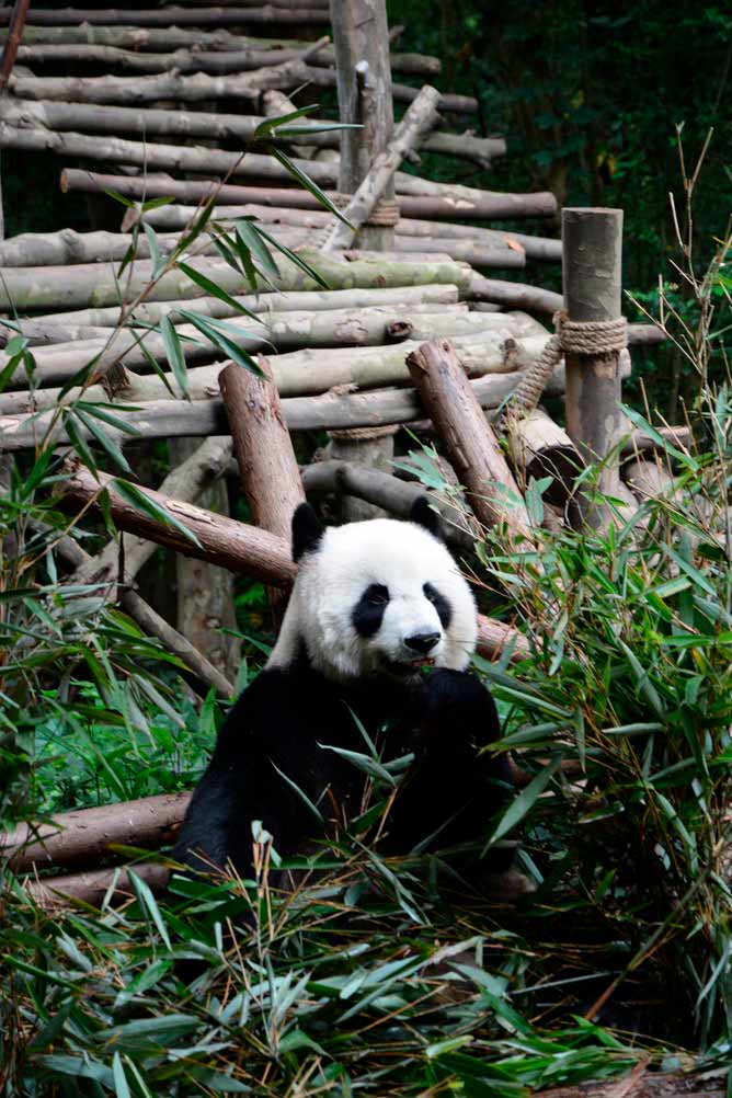 panda-bamboo