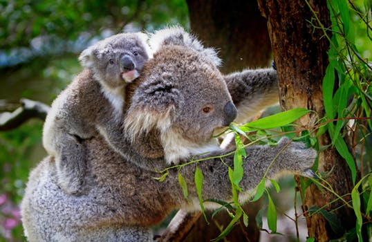 koala-bear-eucalyptus