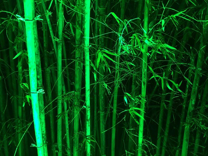 bamboo-unique-plant