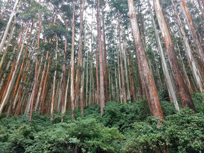 Sustainable Eucalyptus Plantation