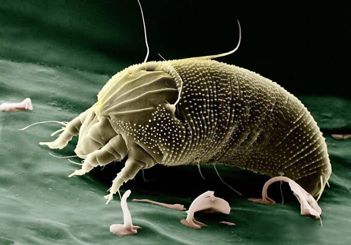 House dust mite