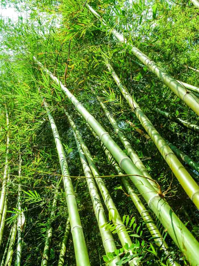 Bamboo is 100% natural