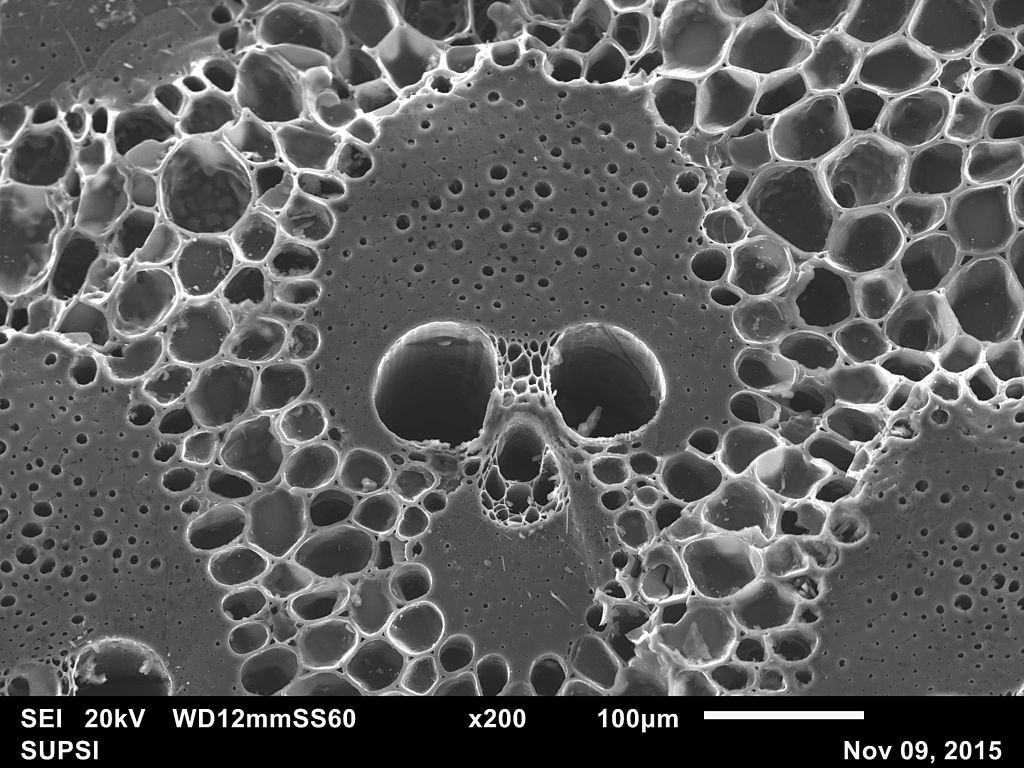 Electron Microscope image of bamboo structure 