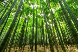Bamboo Field