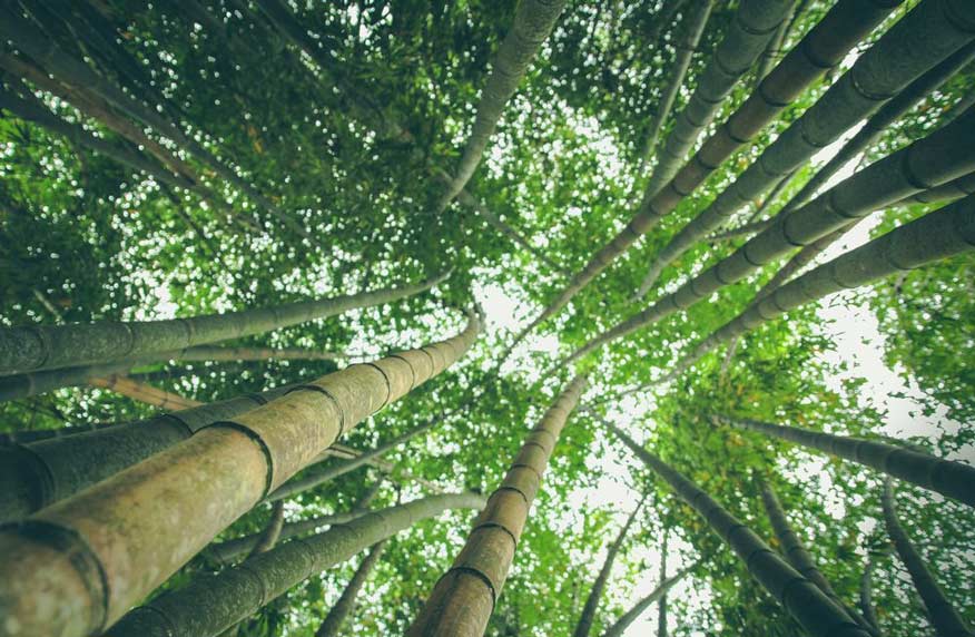 lowangle photography of bamboo trees