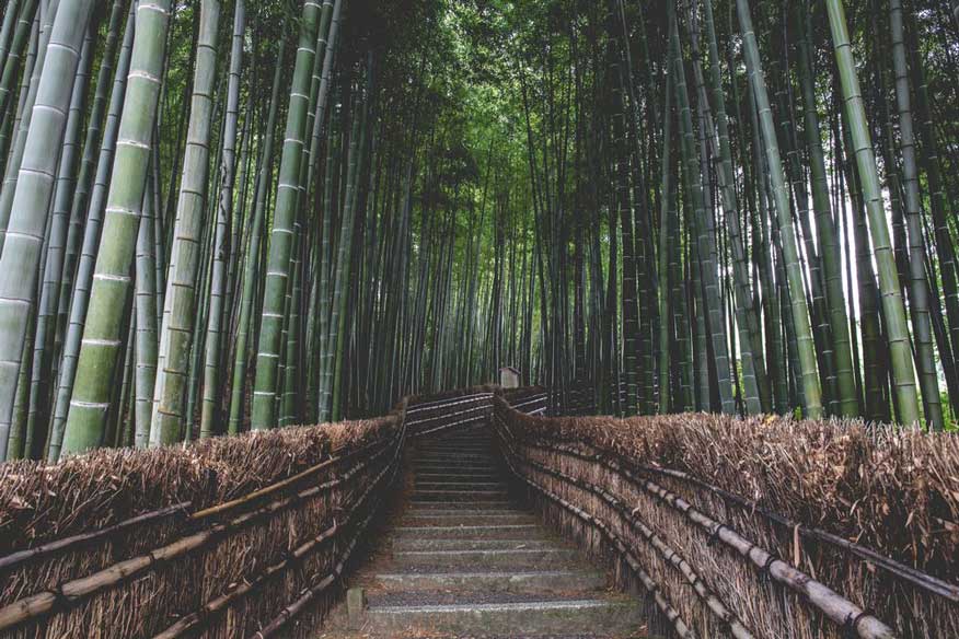 pathway in the middle of bamboo trees