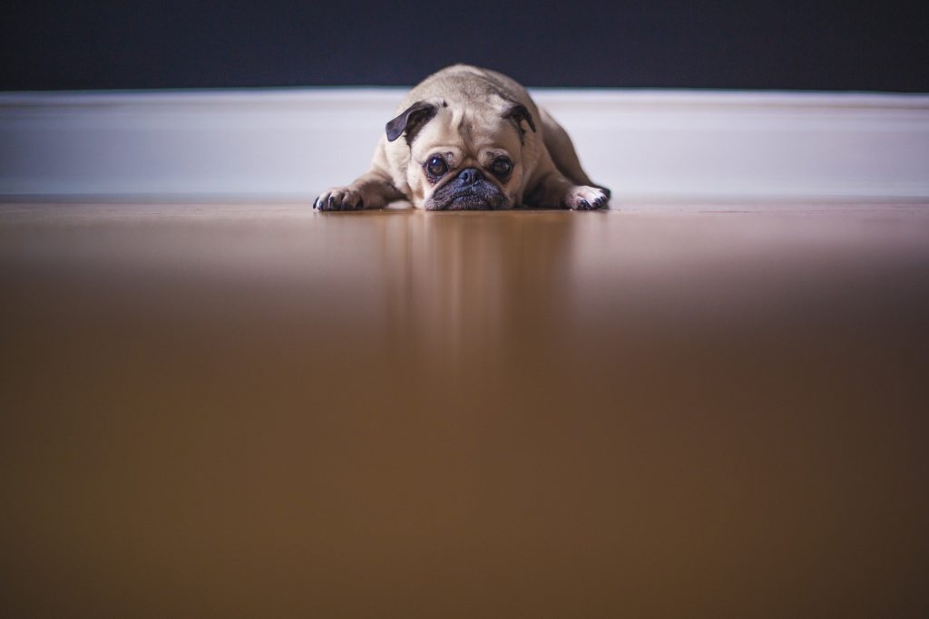 Pug dog lying down on bamboo floor