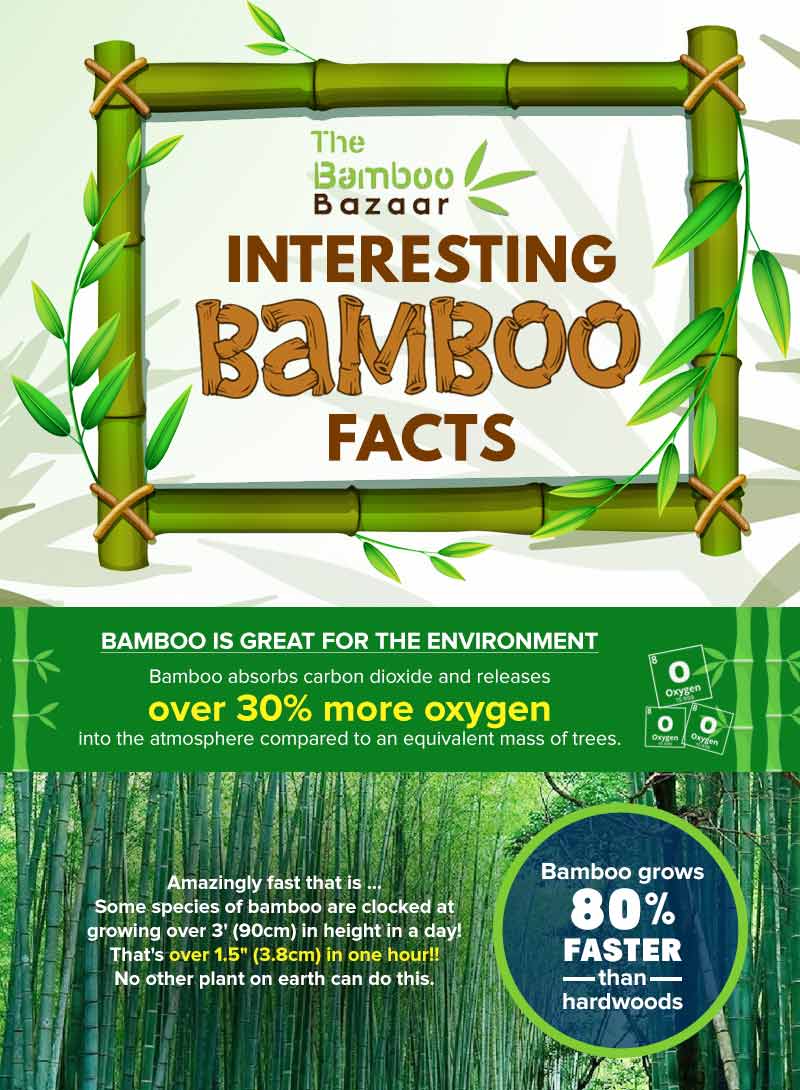 bamboo eco-friendly facts