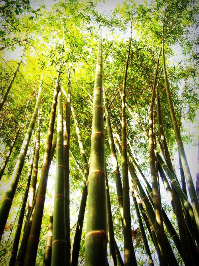 bamboo forest in sunlight