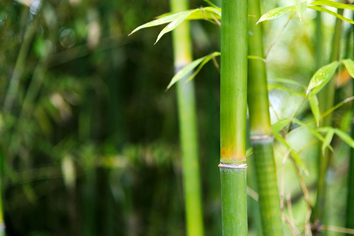 Closeup of green bamboo trees with leaves. Eco-friendly concept