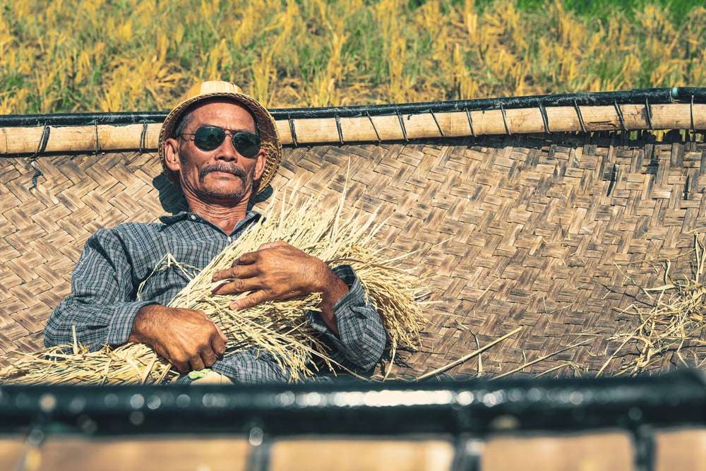 farmer-bamboo-rice-harvest-woven-bamboo