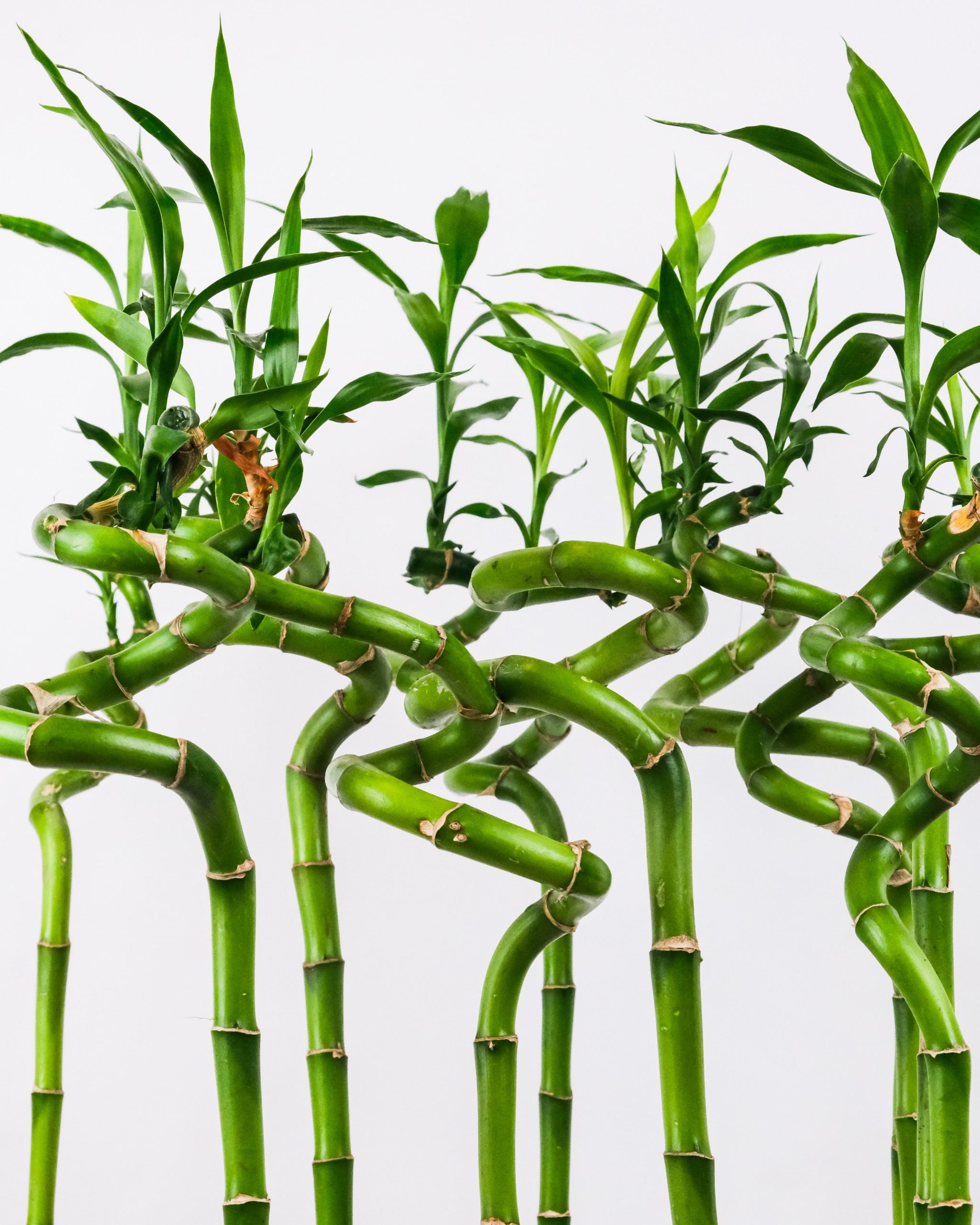 The Benefits Of Lucky Bamboo In Your House The Greener Living Blog The Benefits Of Lucky Bamboo In Your House The Greener Living Blog
