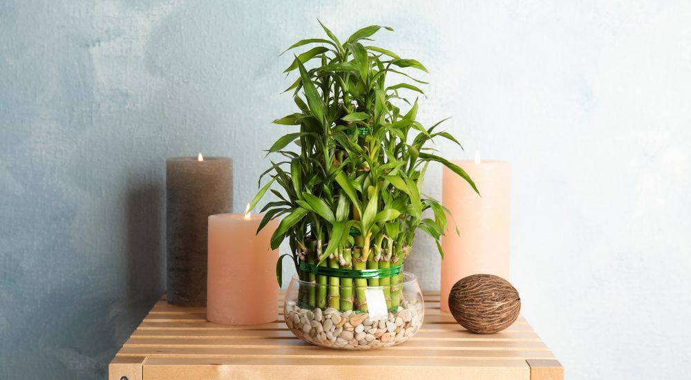 decorative lucky bamboo