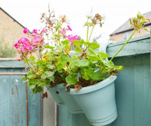 potted plants privacy fence