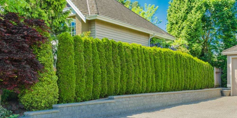 shrubs as privacy fence