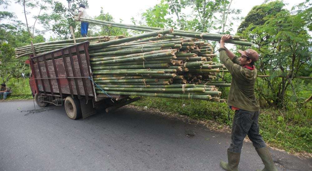 harvesting types of bamboo eco-friendly manner by hand