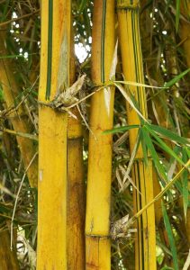 bambusa vulgaris common bamboo