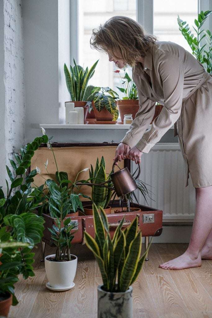 A woman watering her snake plants, which are some of the best plants for bedroom decor