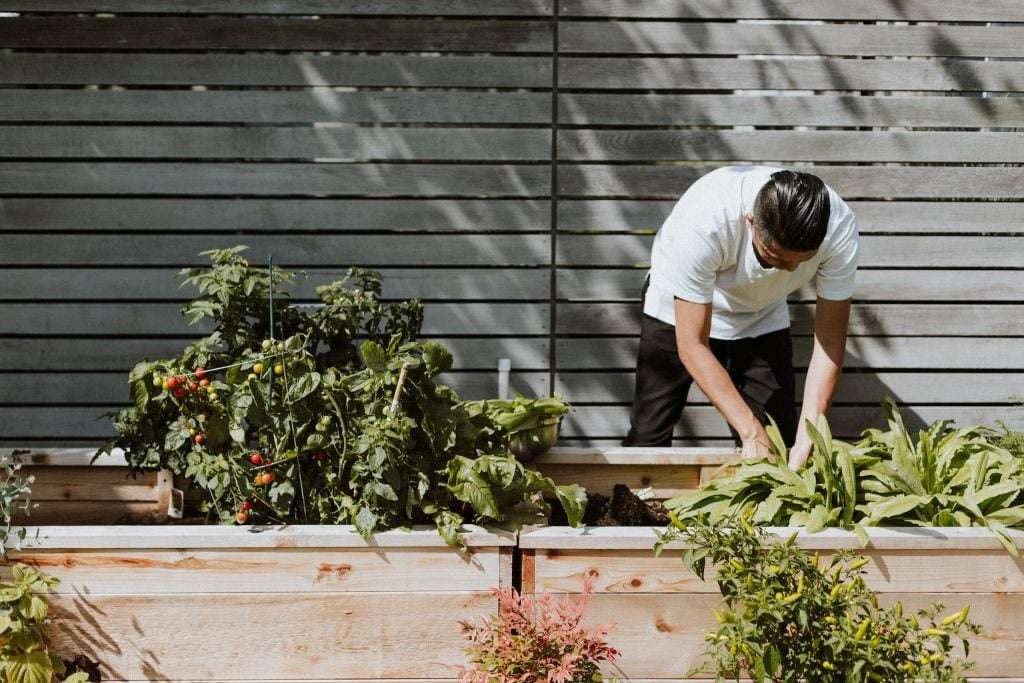 A gardener uses a planter box to keep pests out of his self-sufficient garden.