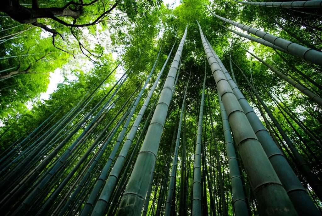 looking upwards in a bamboo forest