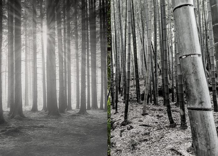 Black and white image showing a hardwood forest next to a bamboo forest